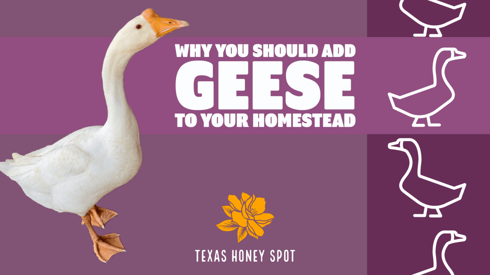 Need Help With Flock Protection? Why You Should Add Geese To Your Homestead